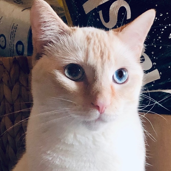 kashkittykat